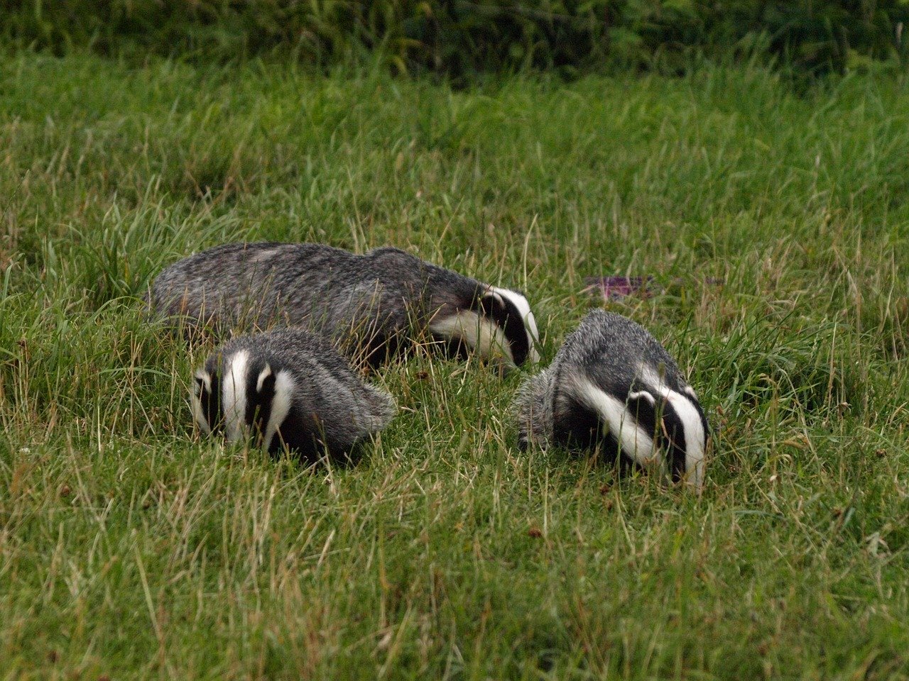 Bern Convention Examines Challenge to Badger Culling