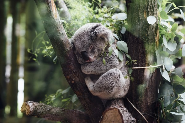 Australien: Koala-Populationen sinken dramatisch