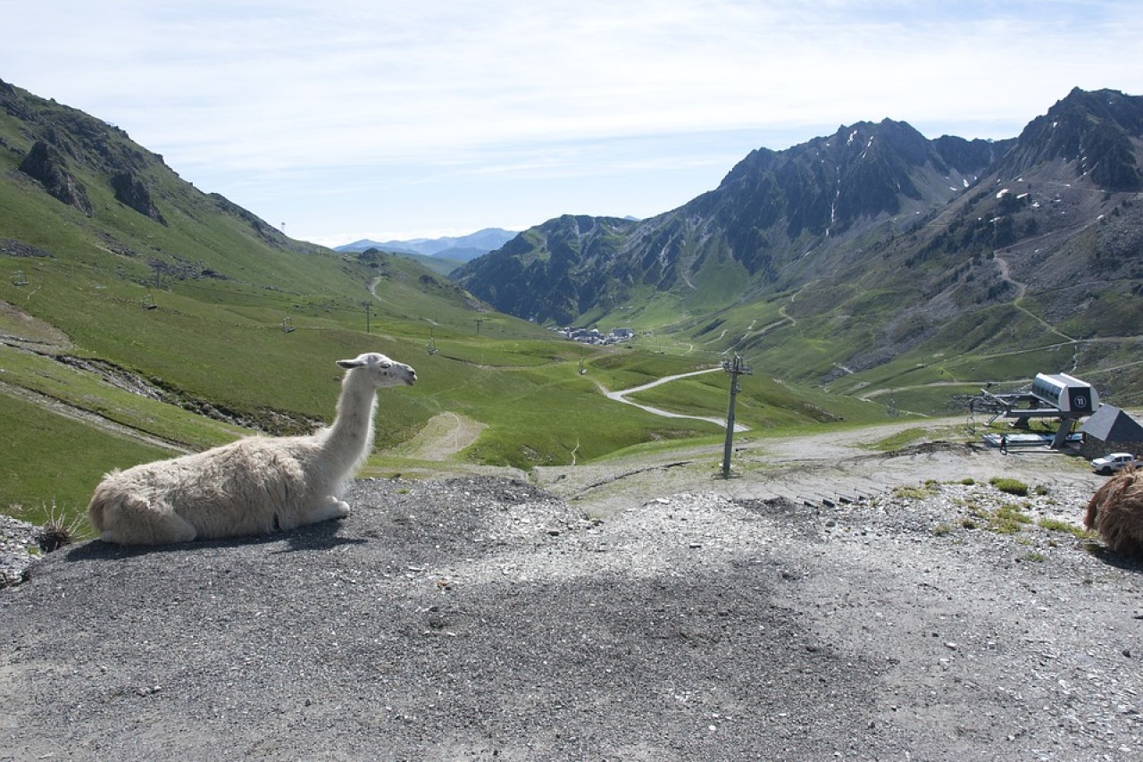 Wild beim Wild