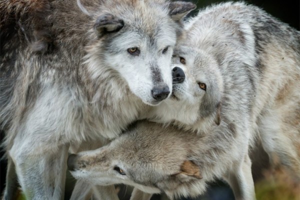 Indianerstämme klagen gegen Wolfsjagd in Wisconsin