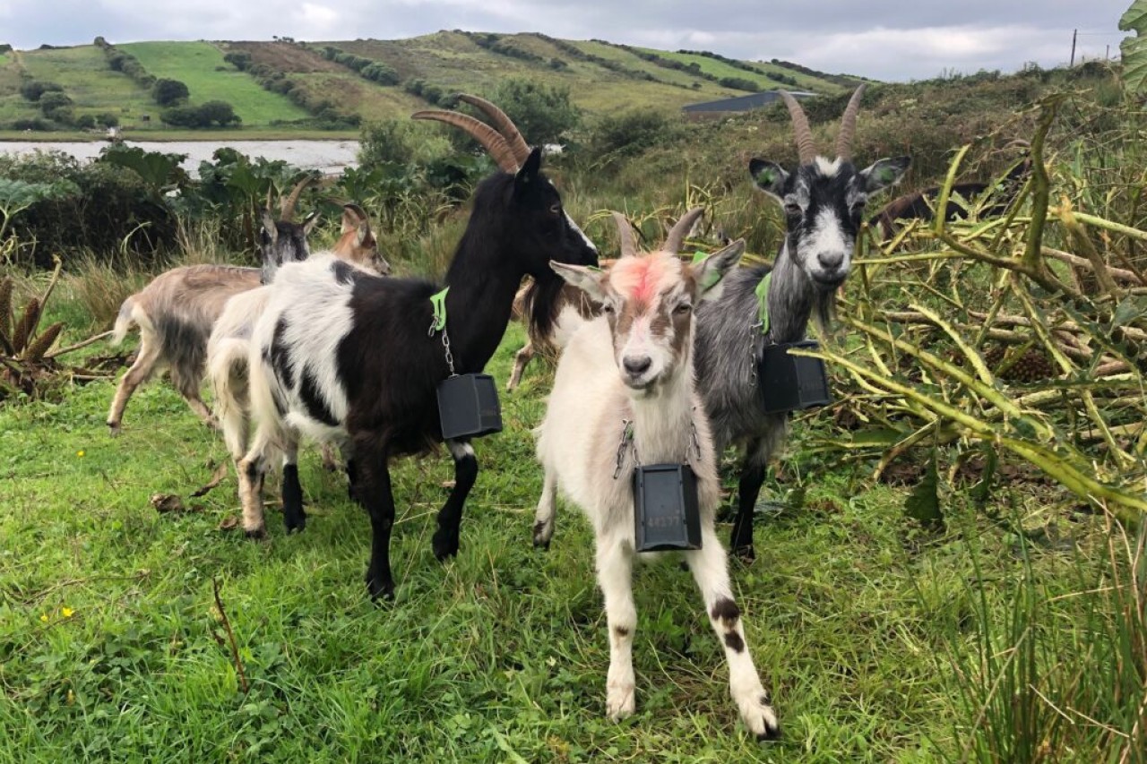 Irland: Alte Ziegenrasse hilft Dublins Feuerwehr