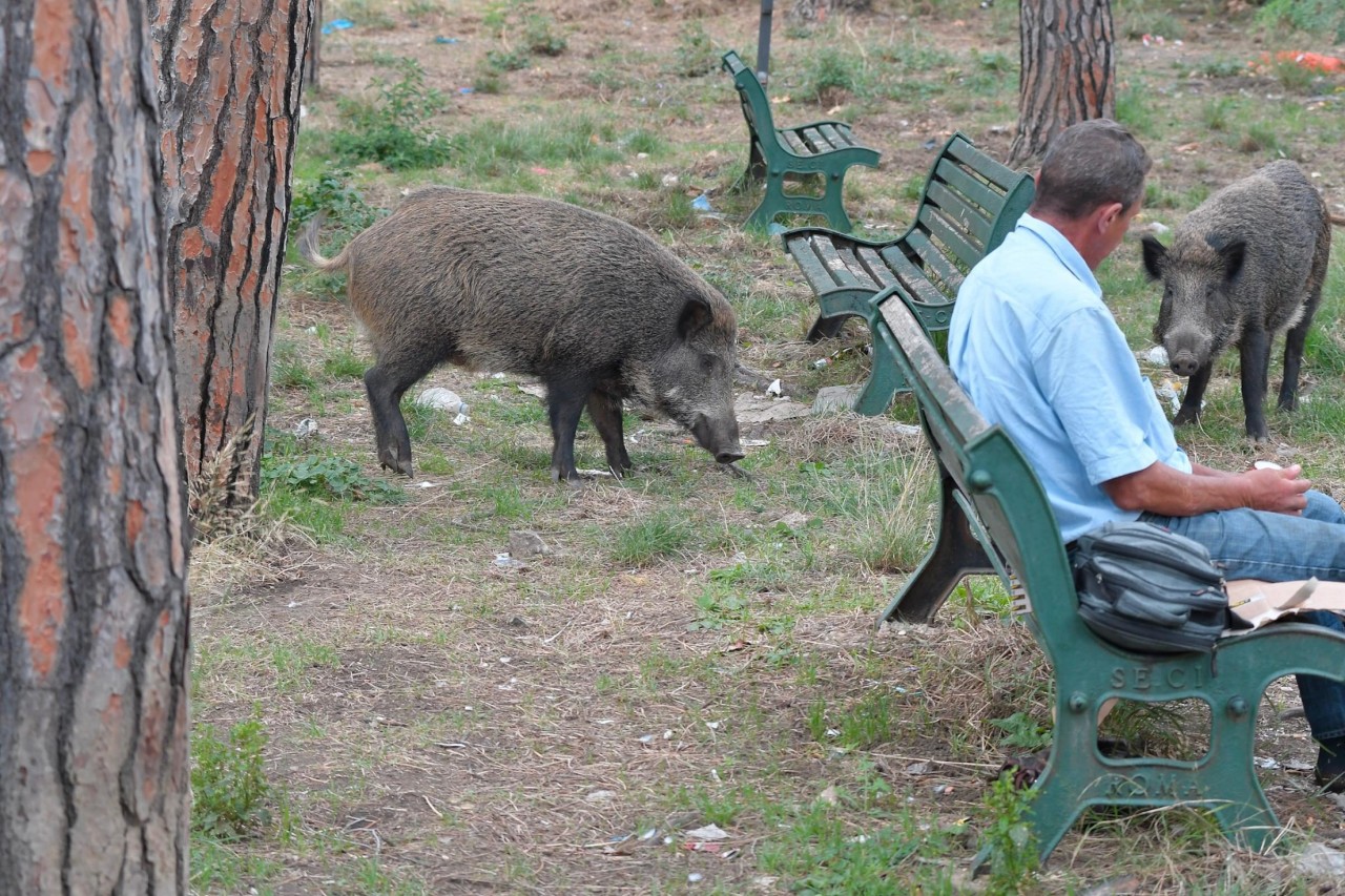 Rom: Bürgermeisterin und die Wildschweine