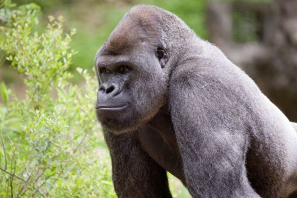 Zootiere werden gegen Covid-19 geimpft