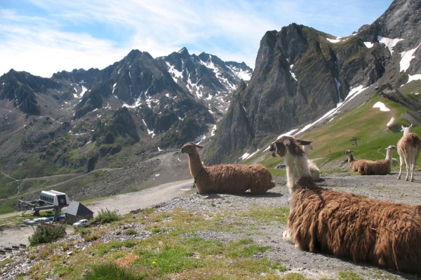 Lama-Killer verliert Jagdpatent