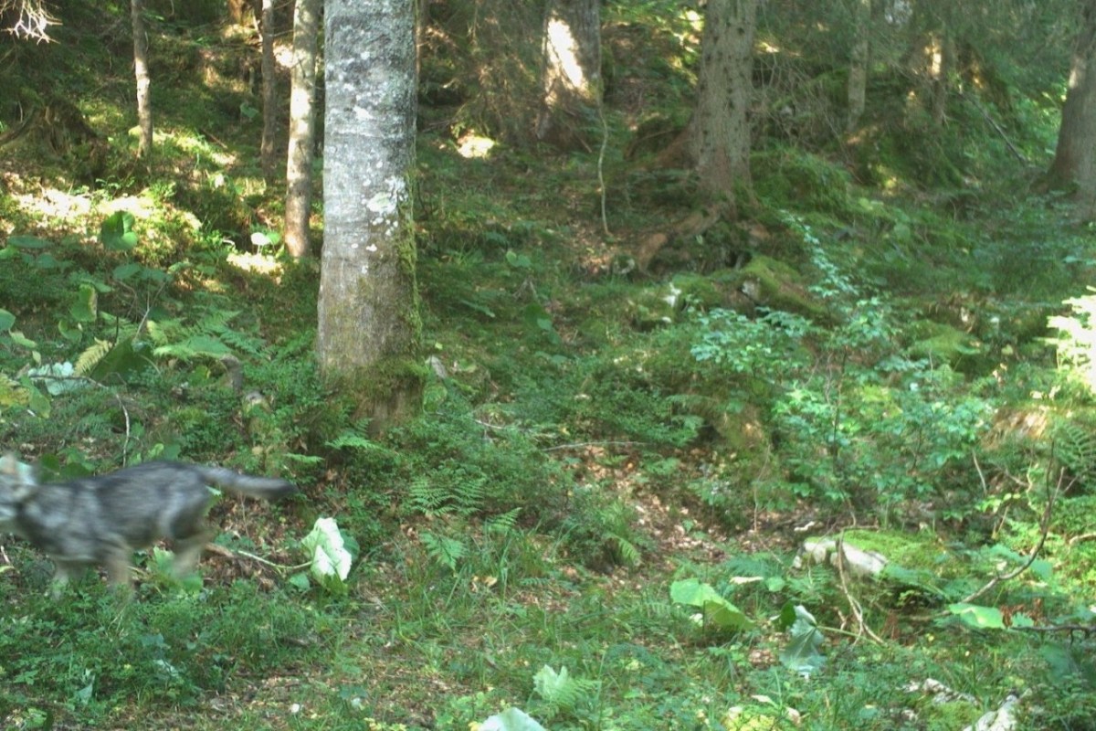 Wild beim Wild
