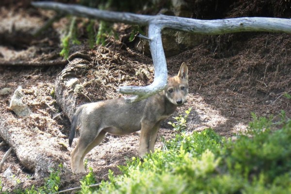 BAFU lehnt Wolfsabschuss in Graubünden ab