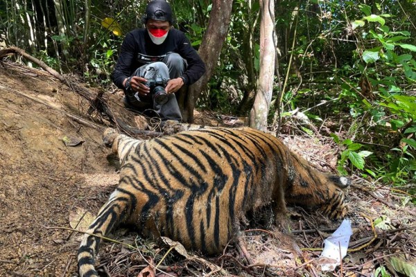 De rares tigres de Sumatra périssent dans des collets