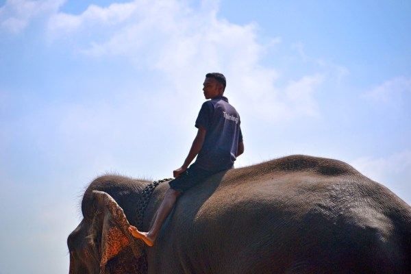 Sri Lanka: Elefanten sollen weniger arbeiten