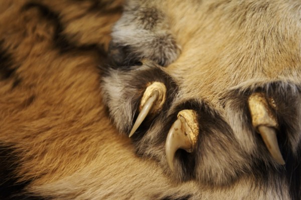 11,6 milioni di annunci sugli animali selvatici bloccati online