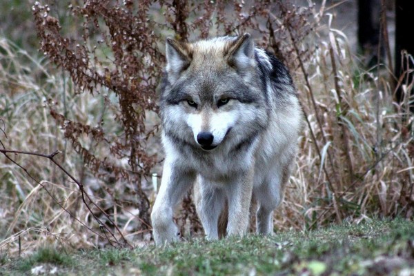 USA: Wölfe müssen möglicherweise wieder geschützt werden