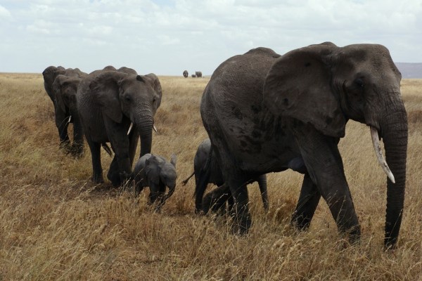 Census in Kenya records more wild animals than expected