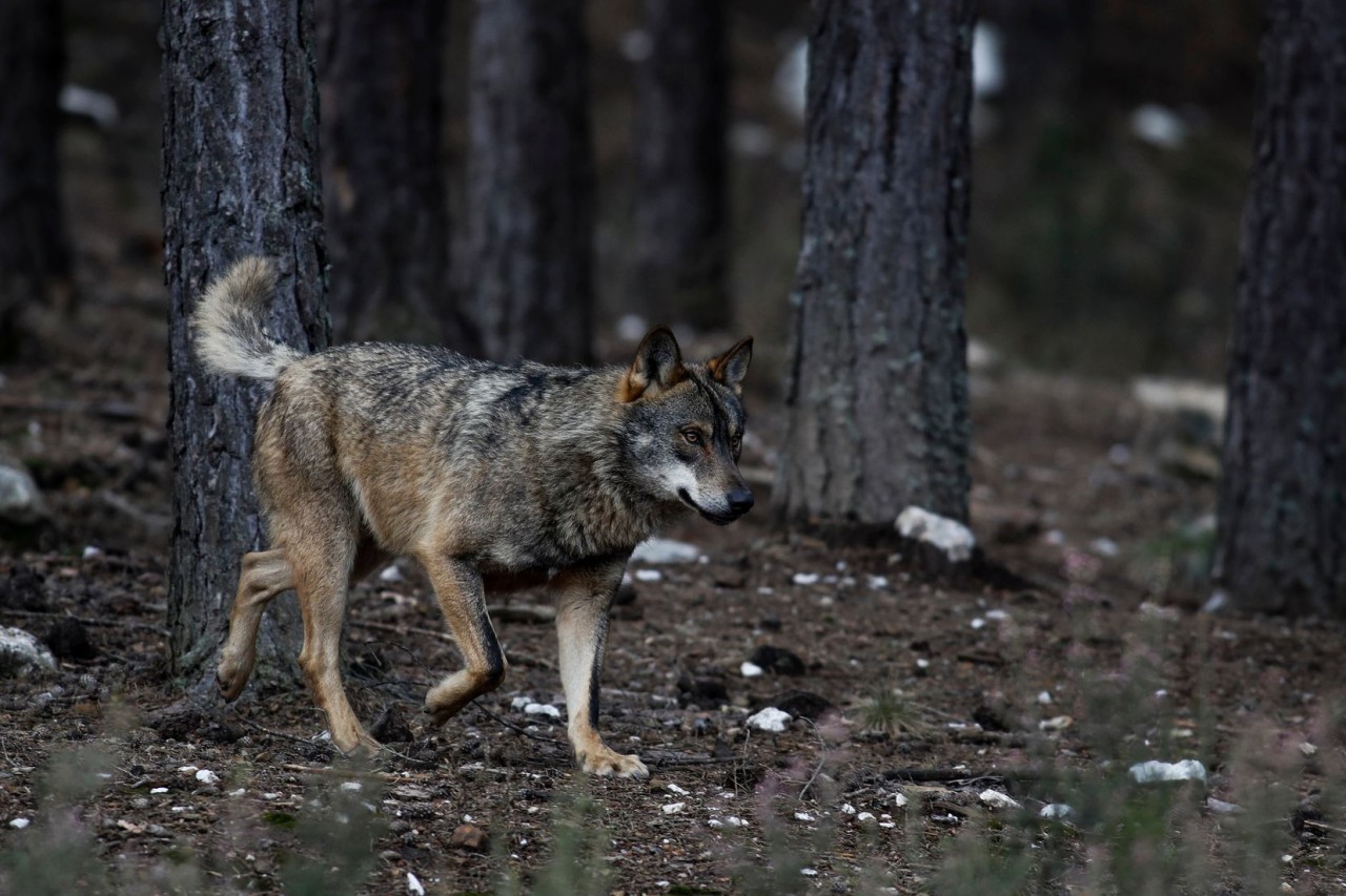 Wolfsjagd in ganz Spanien verboten