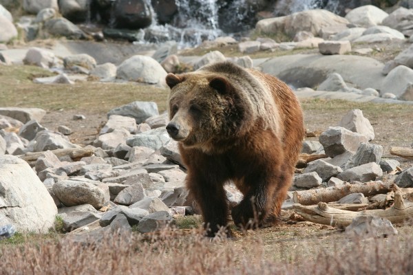 Wyoming will Grizzly-Schutz aufheben