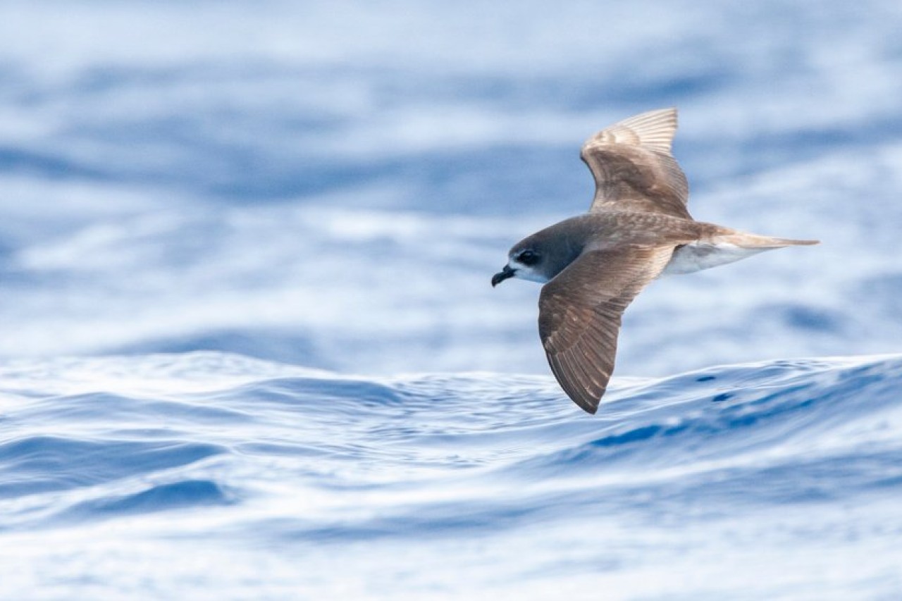 Nordatlantik: Seevogelparadies wird Schutzgebiet