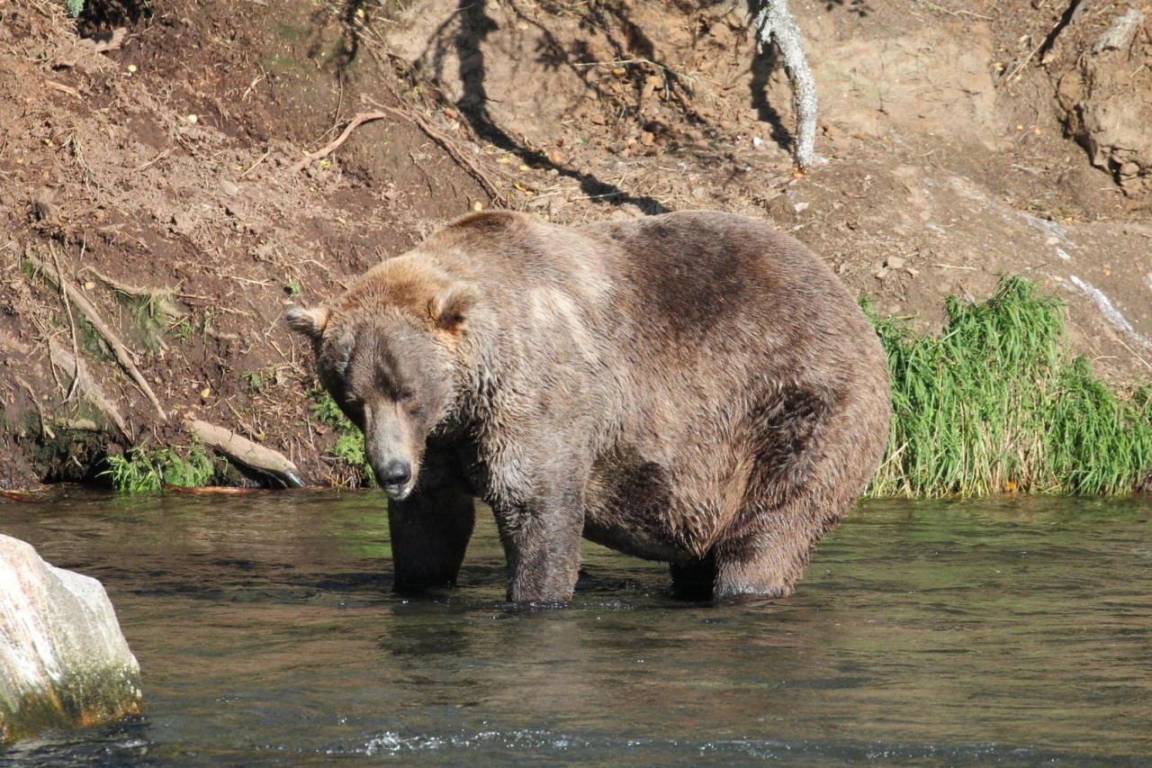 Alaska: Bär Otis holt Fat-Bear-Titel zum vierten Mal