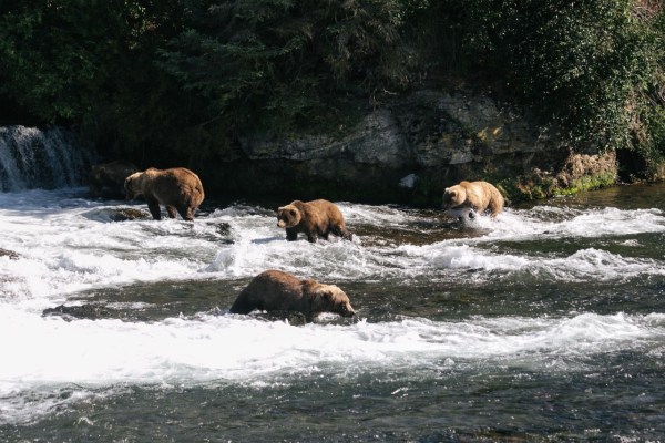 Alaska: Wer gewinnt die Fat Bear Week?