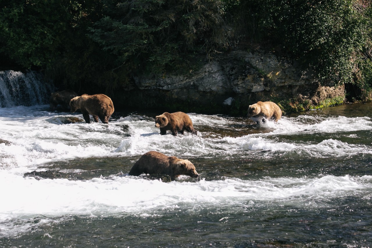 Alaska: Wer gewinnt die Fat Bear Week?