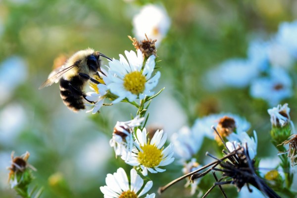 US-Hummel könnte als bedrohte Art eingestuft werden