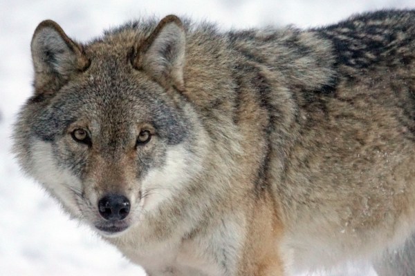 BAFU lehnt Wolfsregulierung in Glarus ab