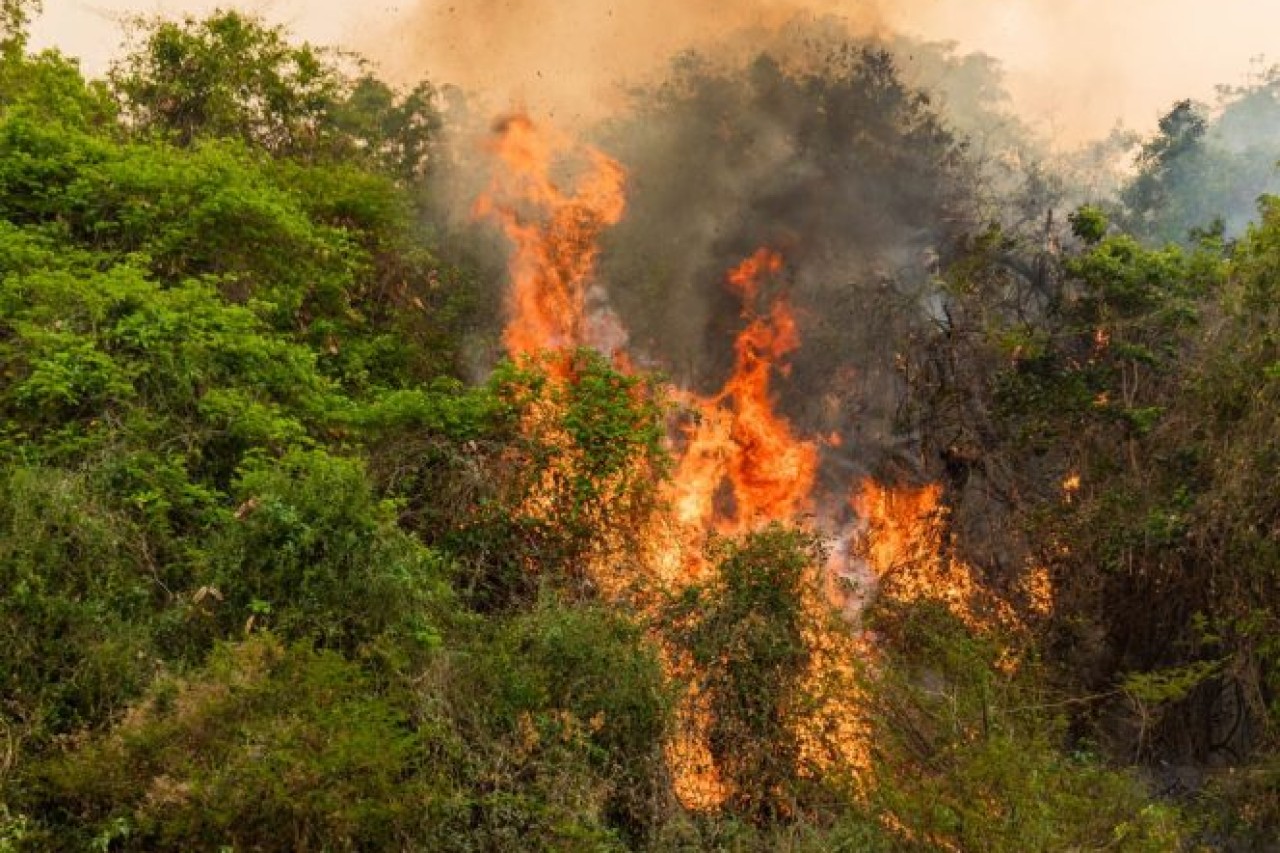 Brasilien: Millionen Wildtiere durch Brände bedroht