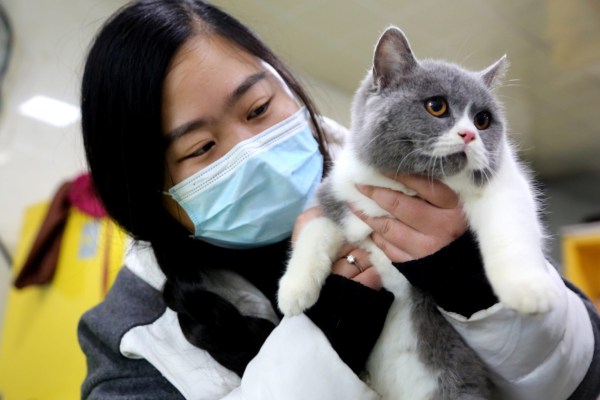 Cina: tre gatti domestici uccisi dopo un test Covid
