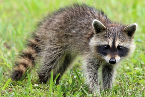 Der Waschbär, das ist mein Leben