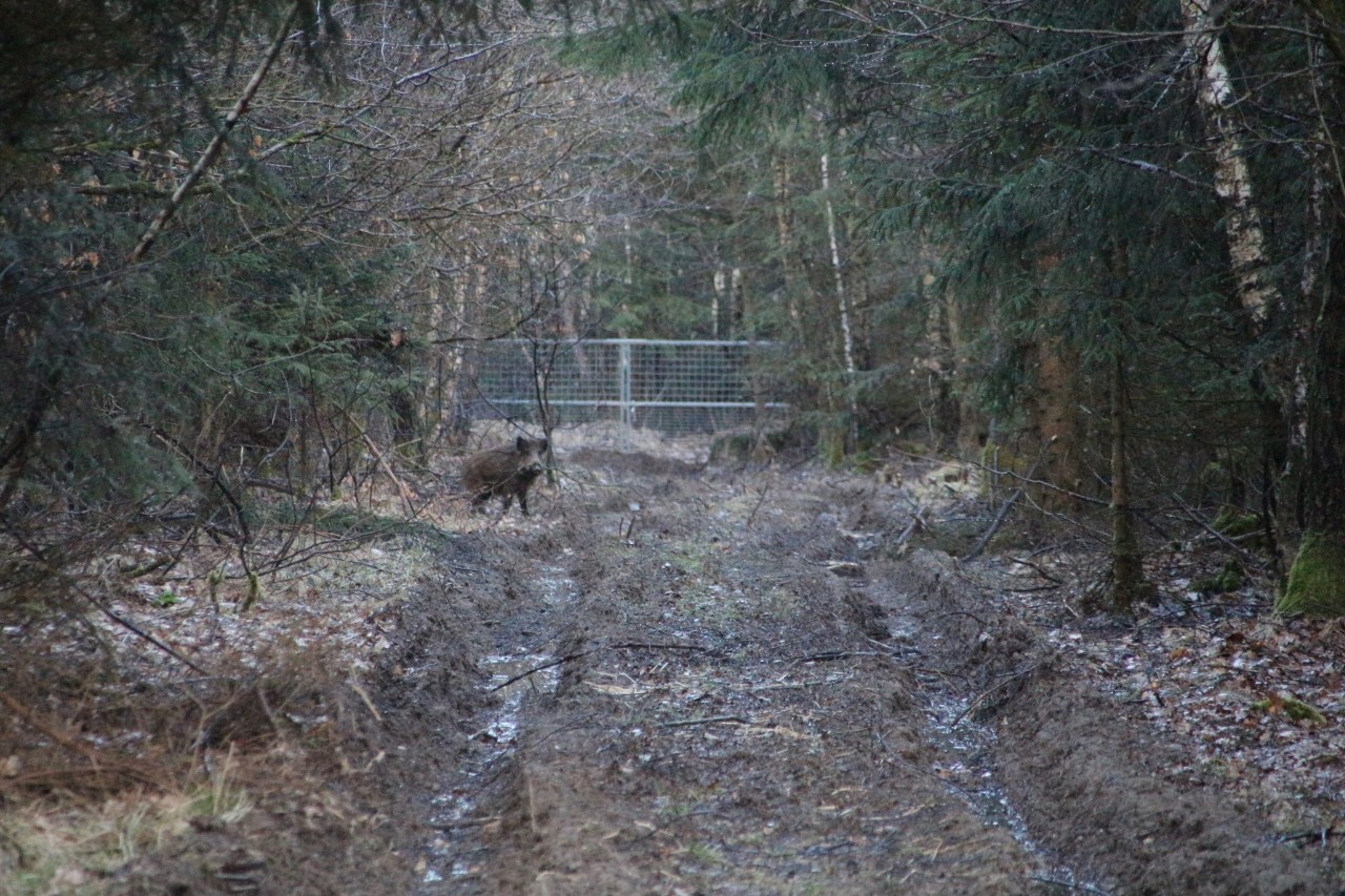 Hobby-Jäger eröffnen Wildschwein-Guantanamo