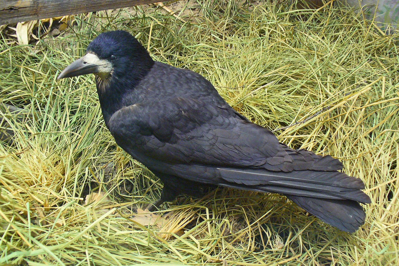 Jede fünfte Vogelart in Europa bedroht