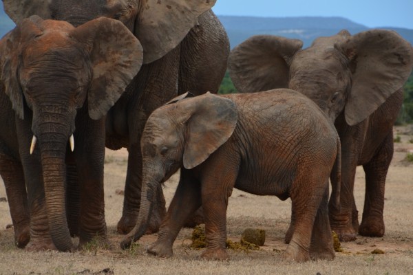 La caccia all'elefante modifica il patrimonio genetico