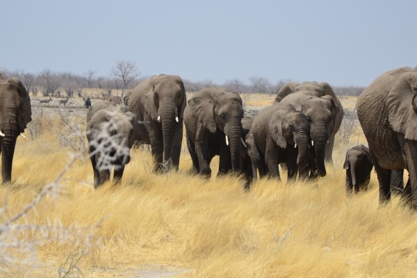 Esportazione di elefanti namibiani forse illegale