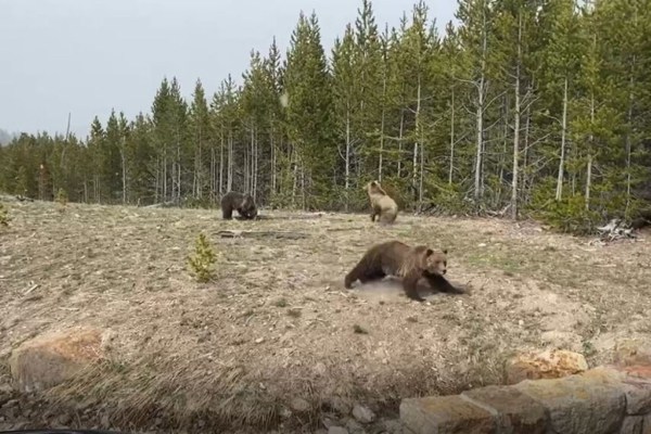 Gefängnis nach Grizzly-Begegnung in Yellowstone