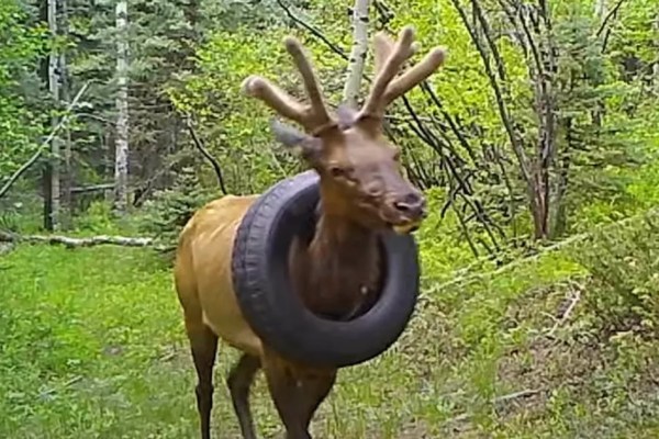Hirsch trug zwei Jahre Autoreifen am Hals