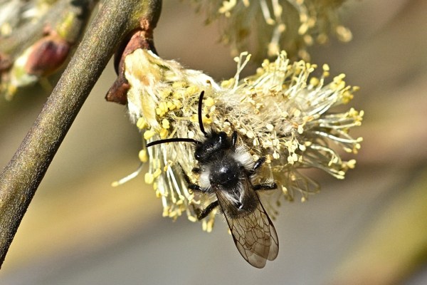 Jetzt Balkon und Garten für die Wildbienen herrichten