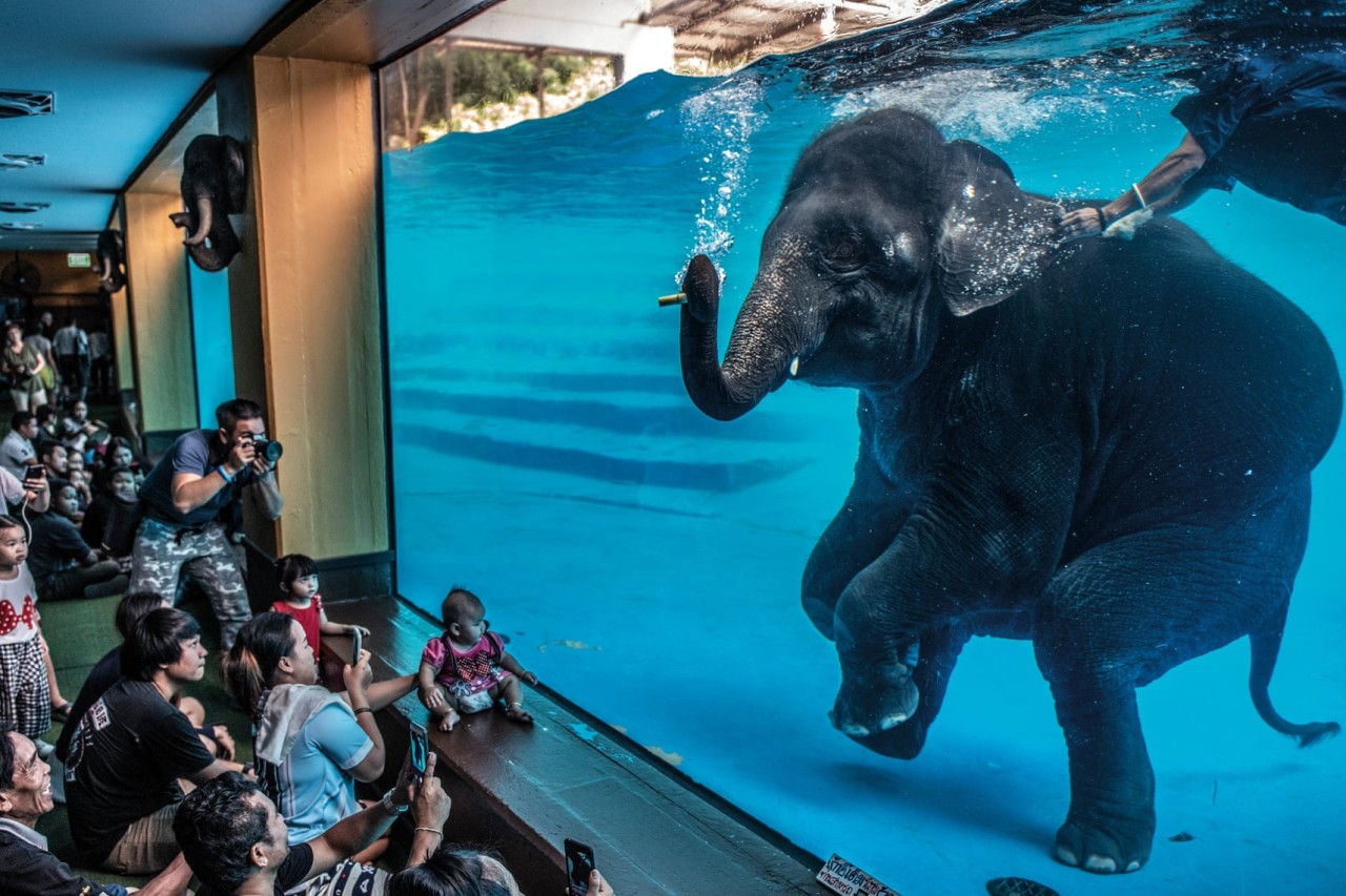 Naturfotografie: Die Gewinner 2021