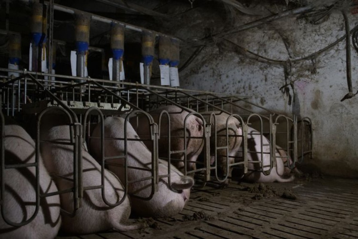 Irland will lebende Schweine nach China fliegen