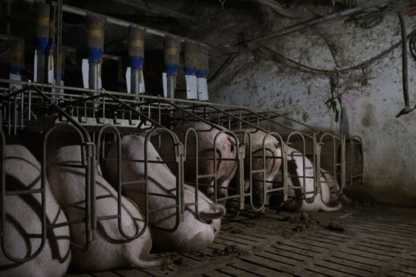 Irland will lebende Schweine nach China fliegen