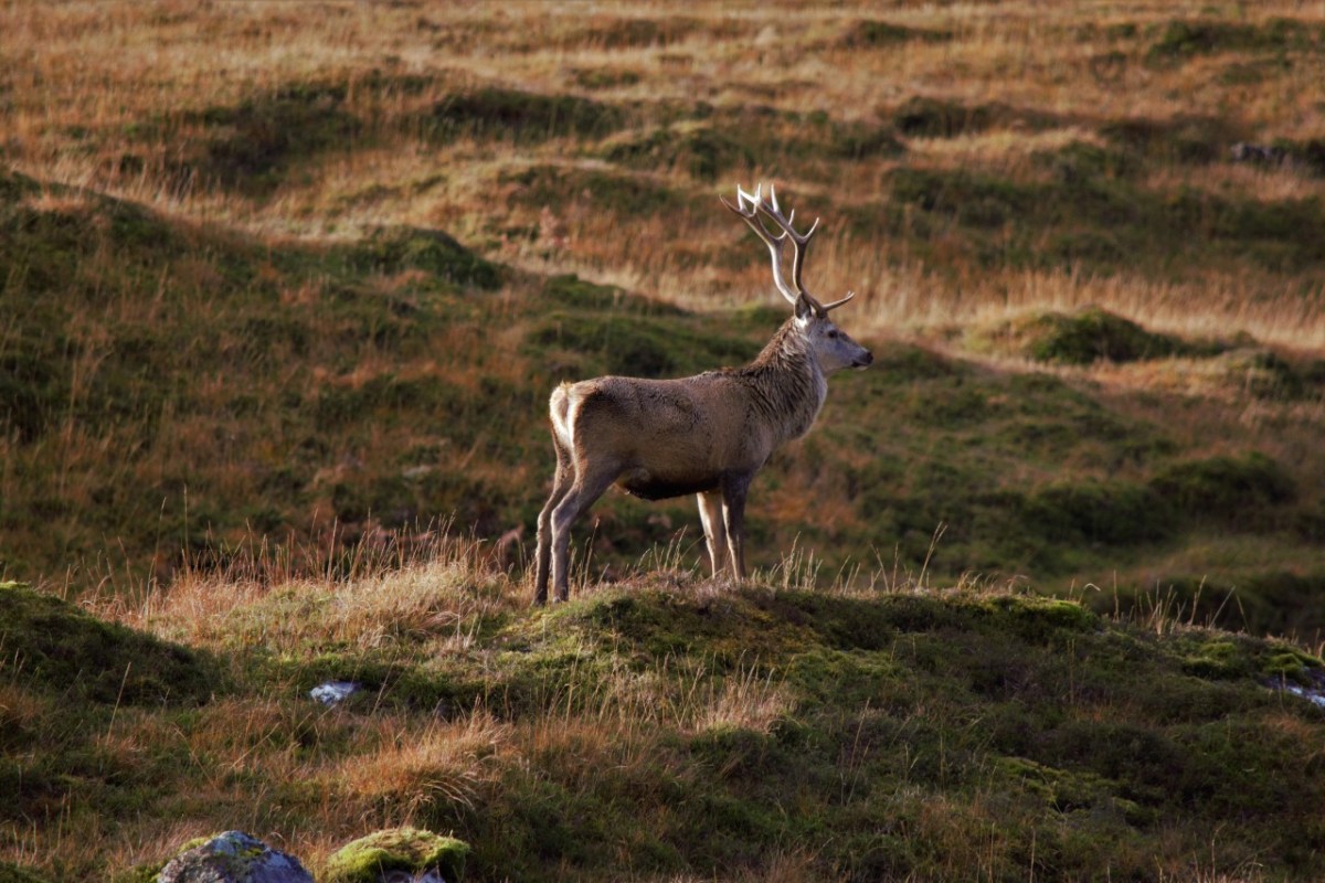 Wild beim Wild