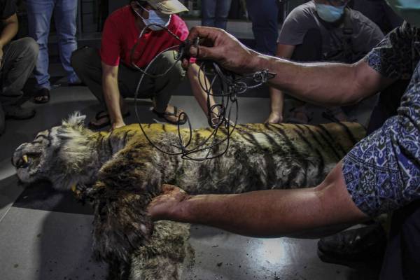 Un tigre de Sumatra meurt de soif dans un collet