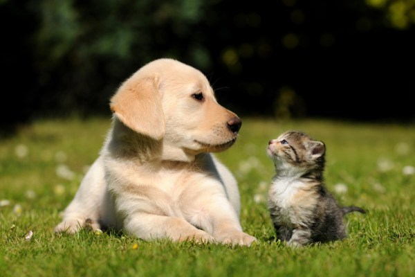 Sind Katzen oder Hunde schlauer?