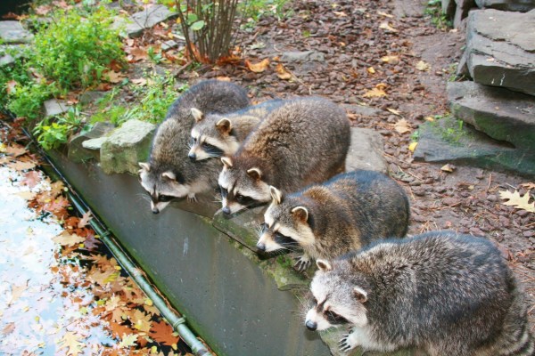 Waschbär von invasiver Artenliste streichen