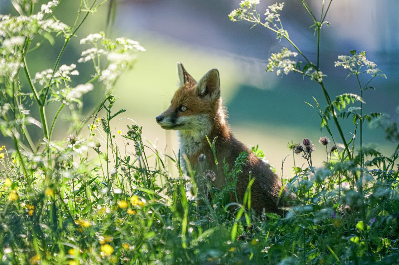 Tiergarten Nürnberg tötet Füchse