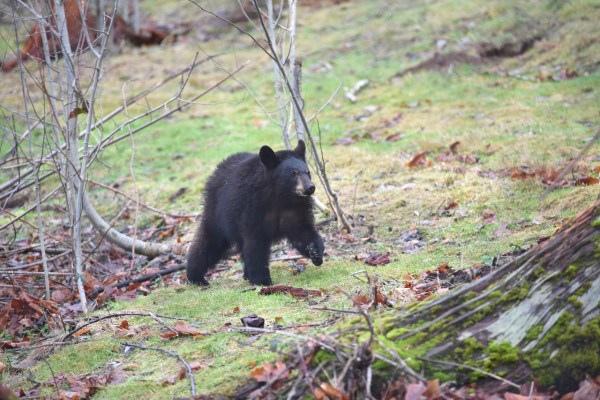 Wisconsin : l'État le plus meurtrier pour les ours noirs