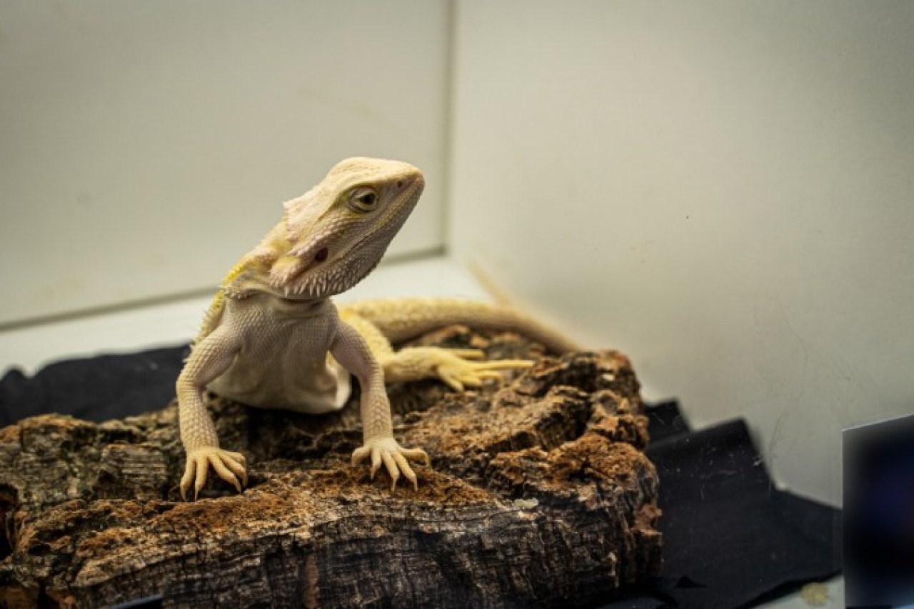 Italiens Nassmärkte ausser Kontrolle