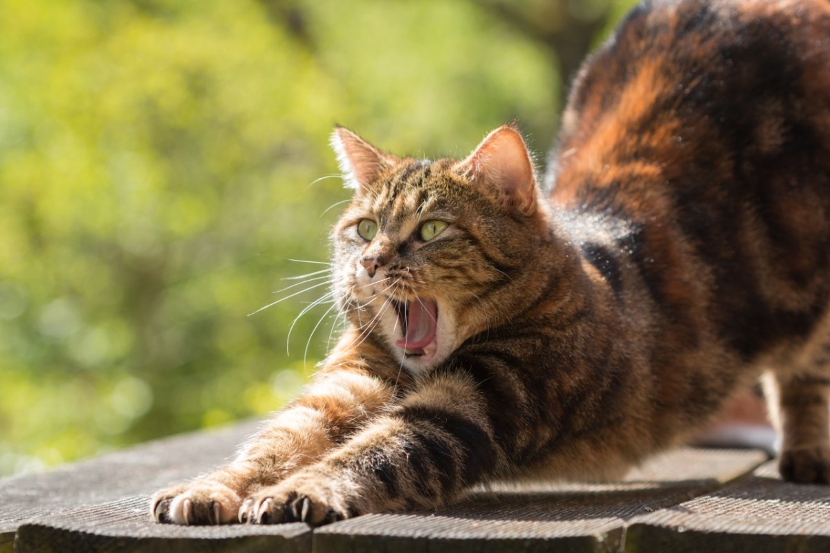 Wild beim Wild