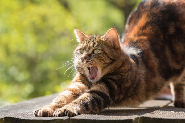 Warum kann die Hauskatze nicht brüllen?