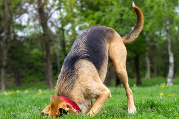 Warum vergraben Hunde Knochen?