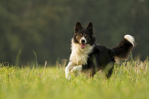 Quanto è intelligente il vostro cane? I Border Collie sono le stelle