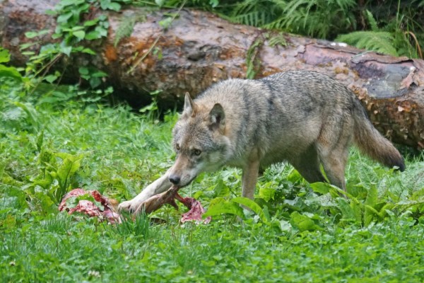 Wolf im Kanton Jura nachgewiesen
