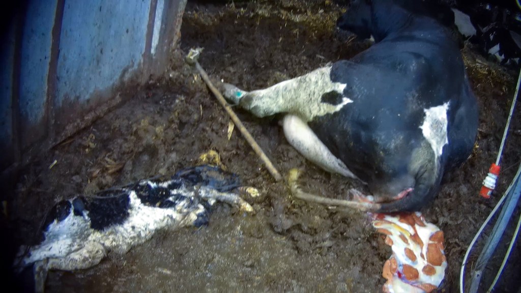 Kälber Grana Padano