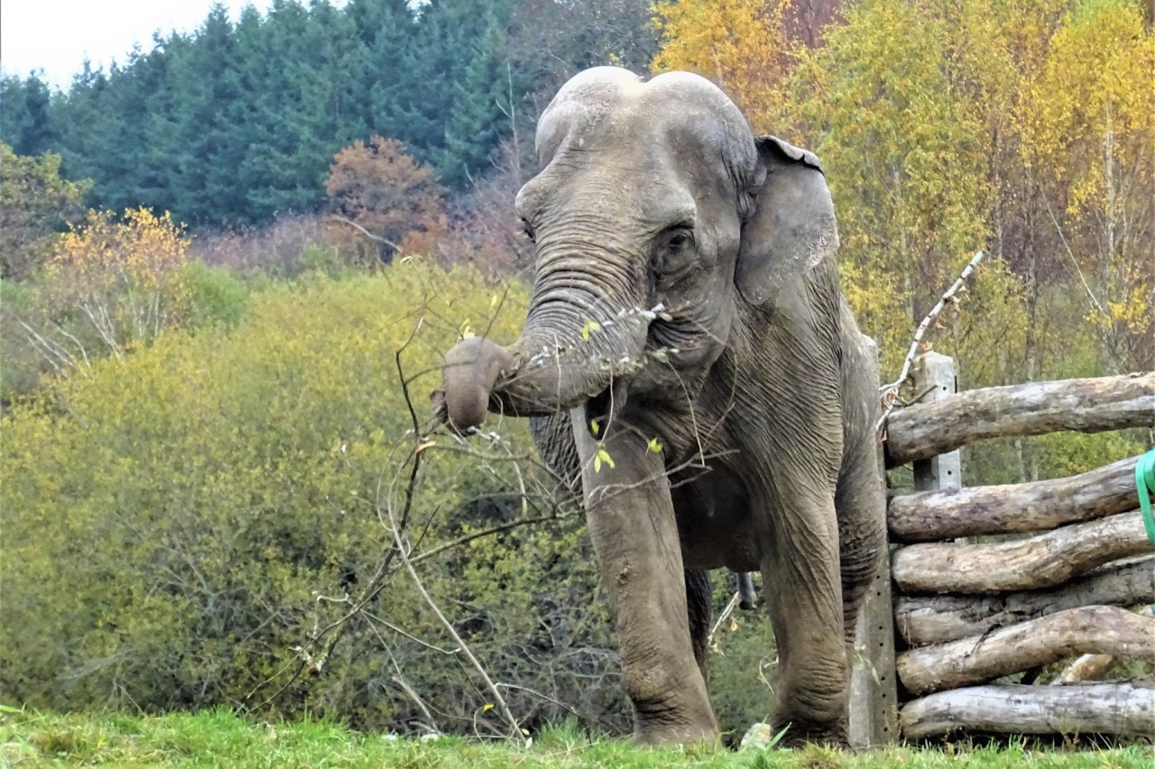 Erstes Elefanten-Seniorenheim in Europa